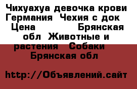 Чихуахуа девочка крови Германия, Чехия с док. › Цена ­ 25 000 - Брянская обл. Животные и растения » Собаки   . Брянская обл.